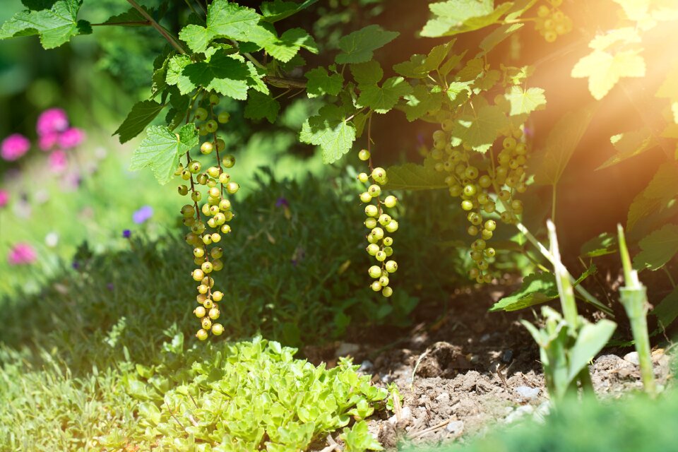 Green immature nature