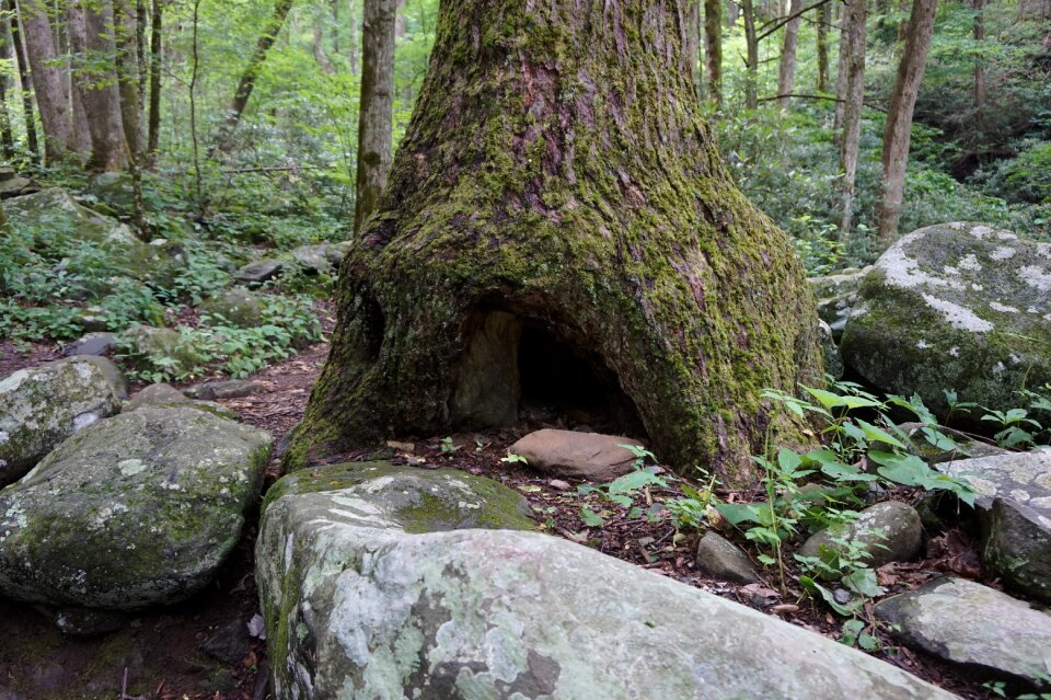 Forest rock hiking