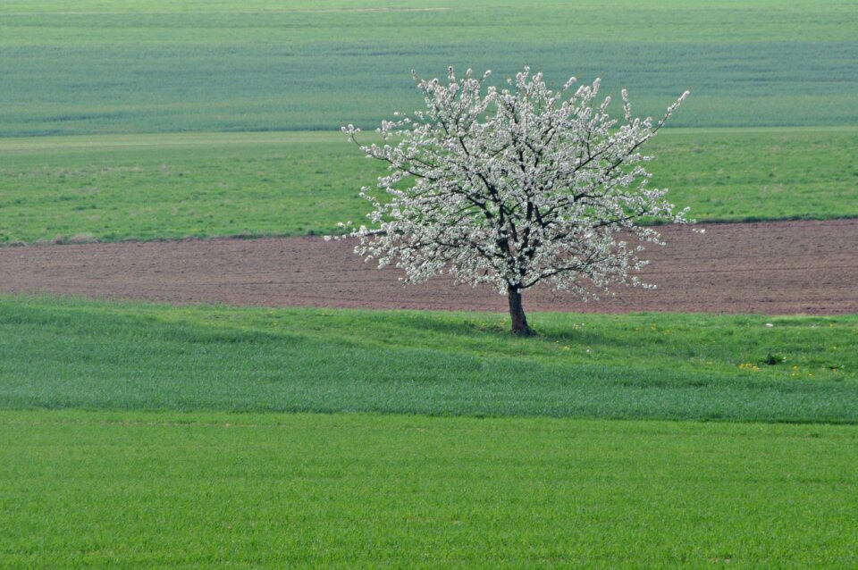 Landscape field grass photo