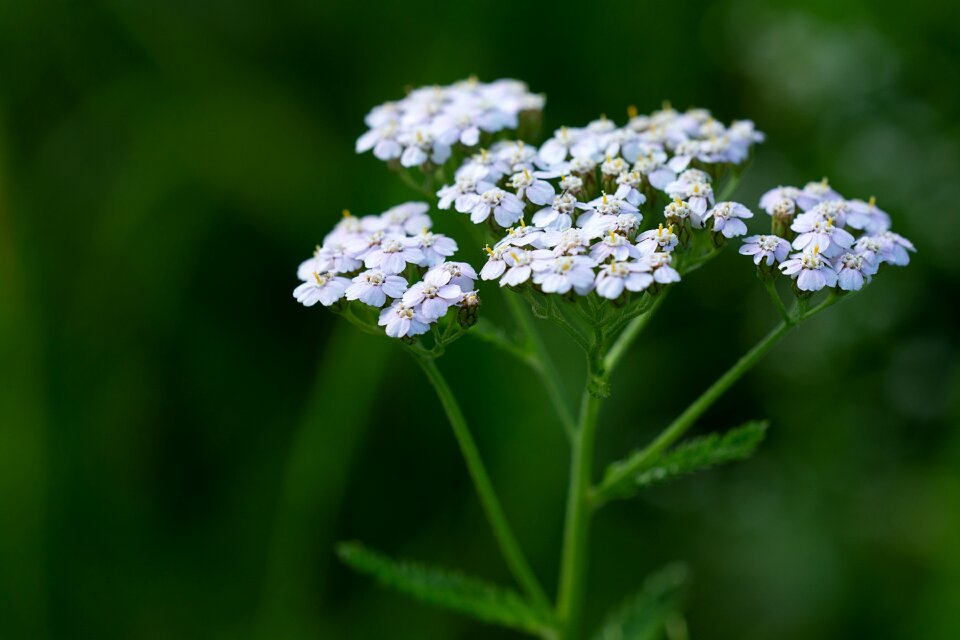 Nature close up grassland plants