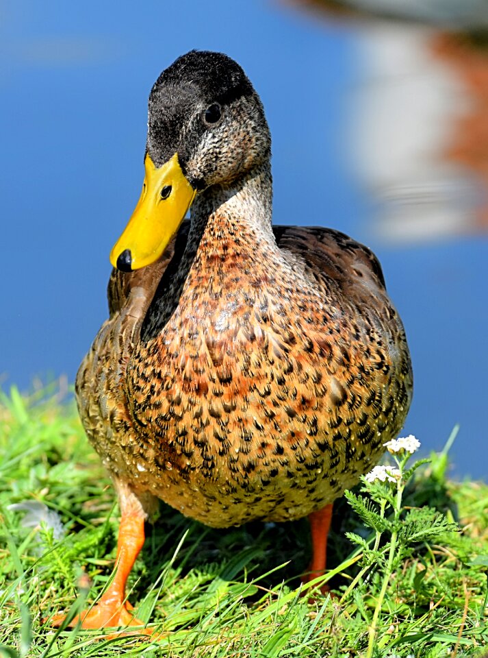 Nature plumage poultry