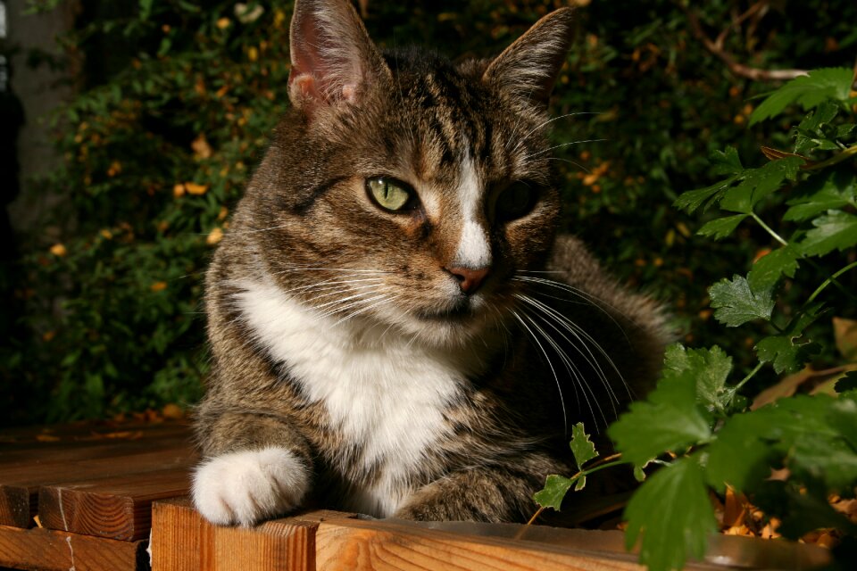 Mackerel pet cat cries