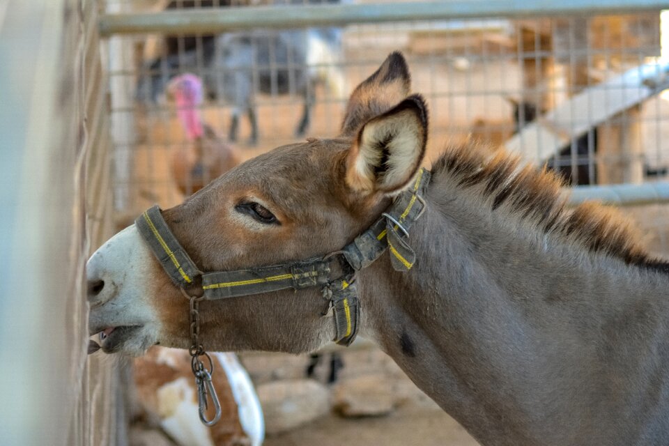 Head animal park cage