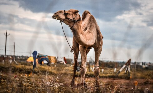 Camel india animal photo