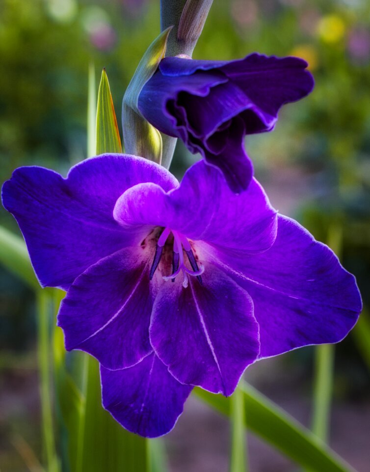 Bright butterfly greenhouse sword flower