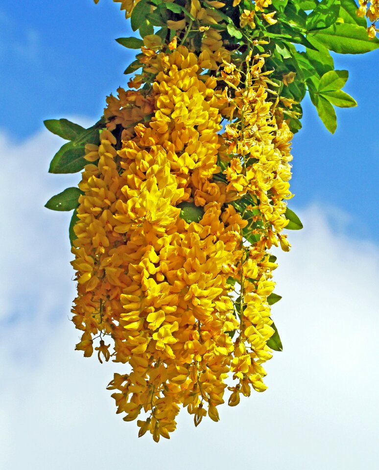 Bloom golden yellow spring