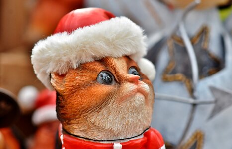 Christmas motif cat santa hat photo
