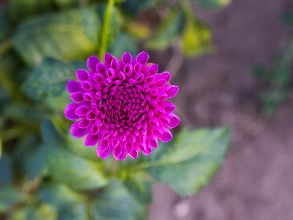 Bright dahlia garden bloom photo