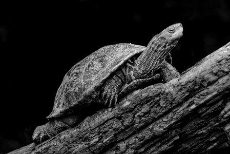 Turtle nature animal
