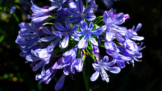 Violet nature petals
