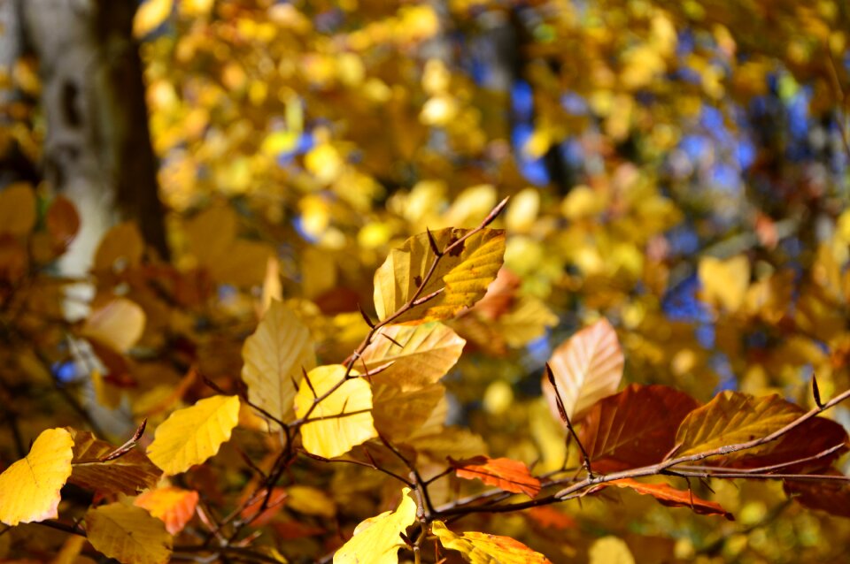 Leaves coloring fall color autumn colours