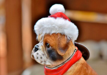 Christmas motif dog santa hat photo