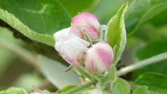 Flower apple queen of the pippin
