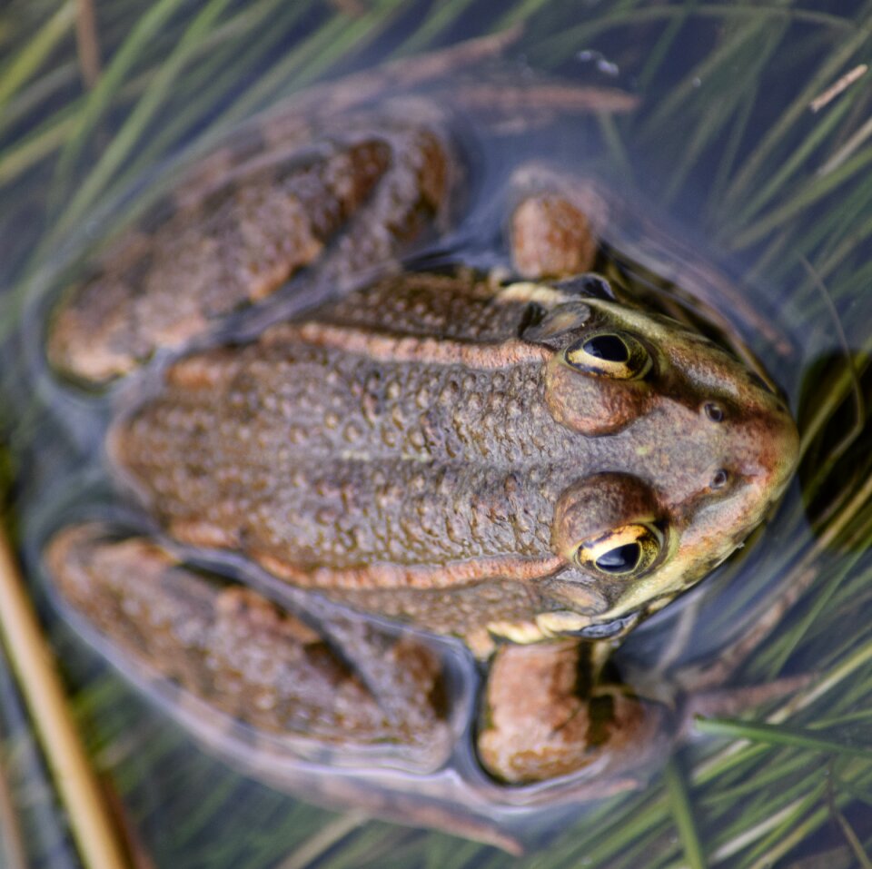 Frog amphibian animal