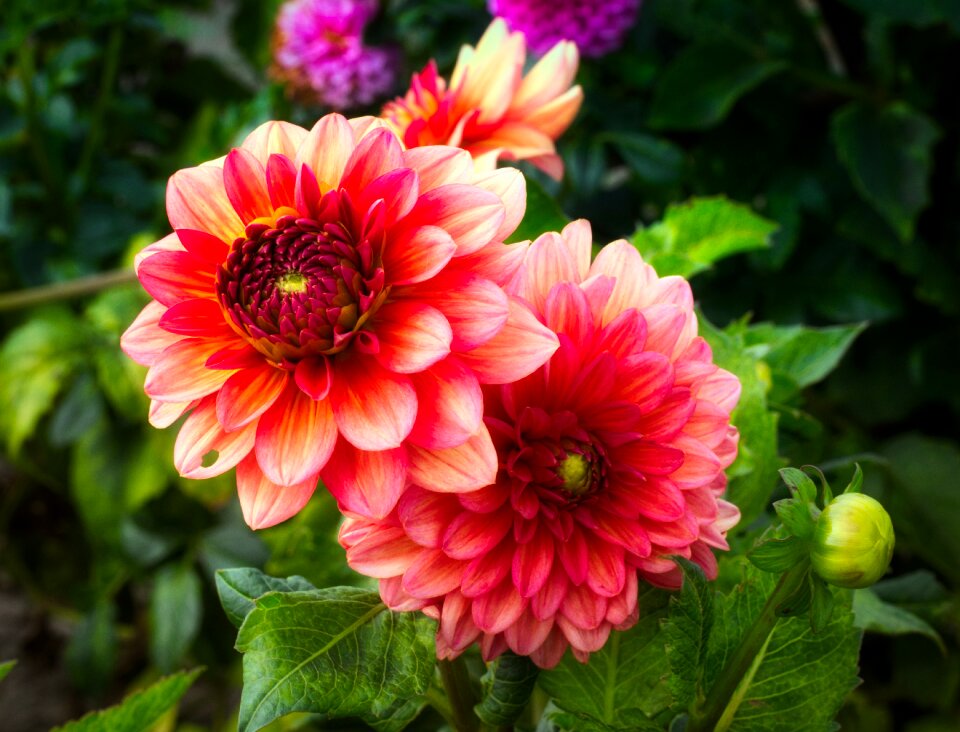 Dahlia garden bloom nature