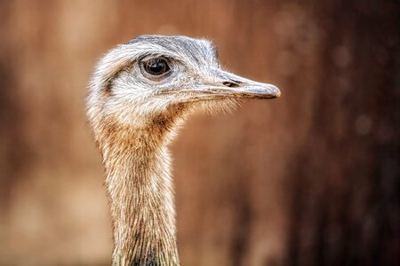 Animals head bill