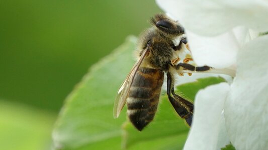Bee no person fauna