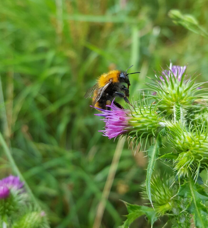 Nature flowers bees