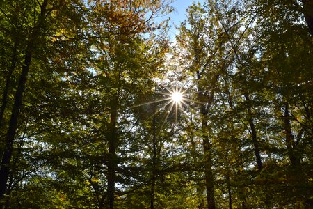 Autumn nature sky