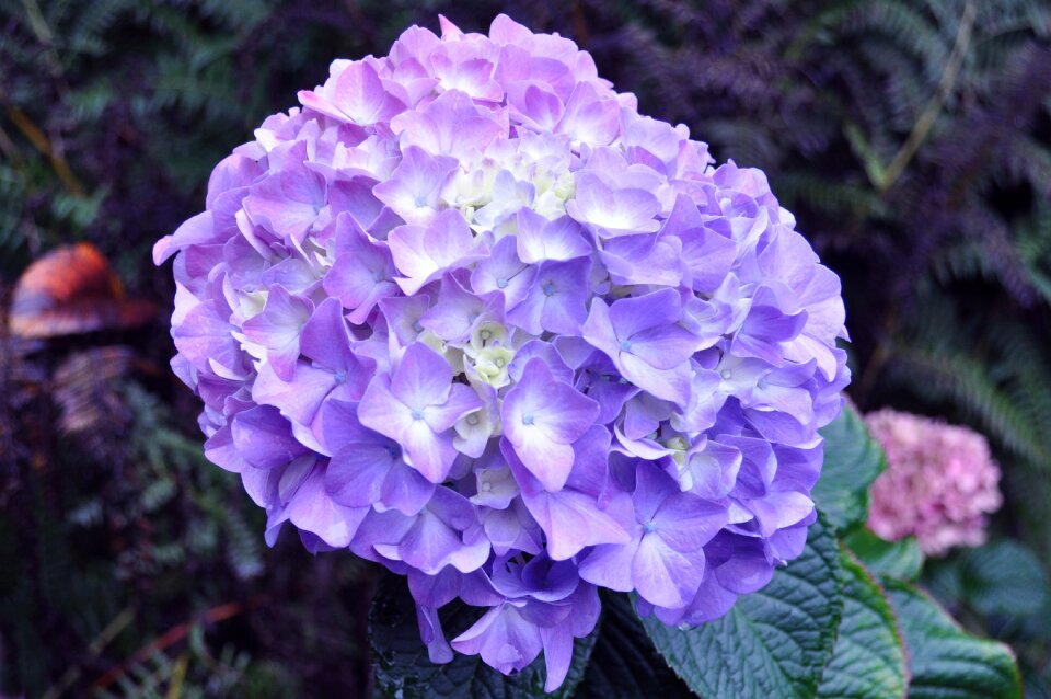 Blossom bloom flower