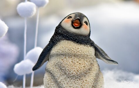 Christmas motif penguin advent photo