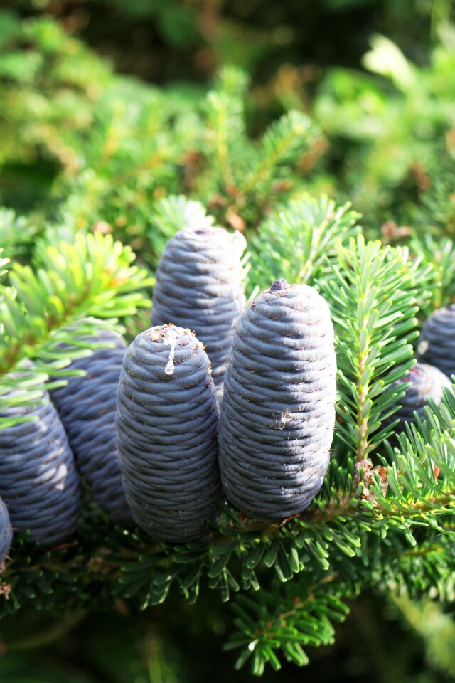 Fir tree blue tap
