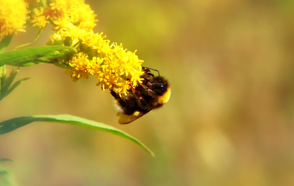Flower apiformes animals