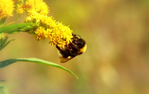 Flower apiformes animals