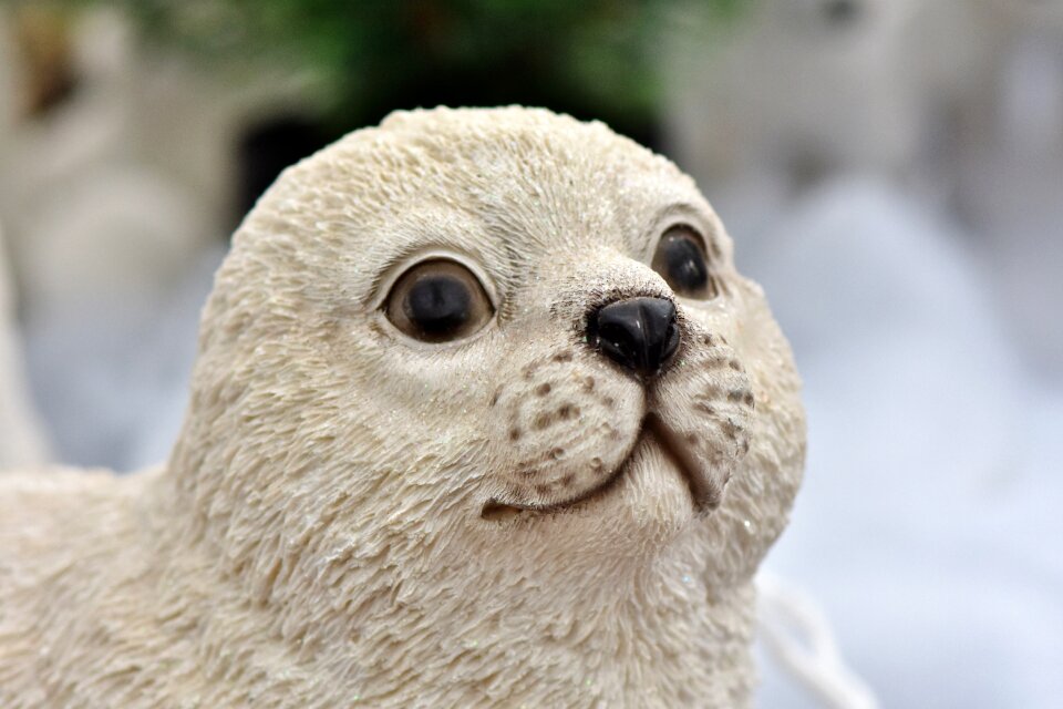 Christmas motif robbe seal