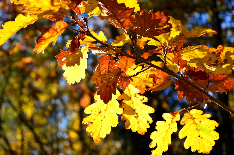 Oak leaves branch fall leaves