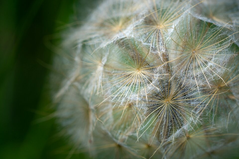 Flying seeds seeds nature