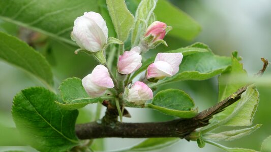 Flower apple queen of the pippin