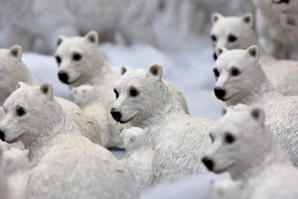 Christmas motif polar bear advent