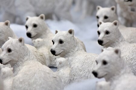 Christmas motif polar bear advent photo