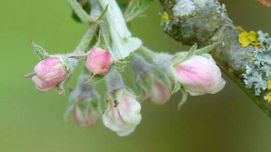 Flower apple queen of the pippin