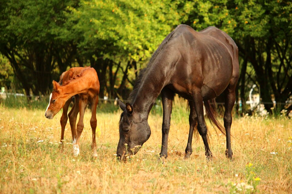 Animal pasture suckling