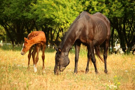 Animal pasture suckling