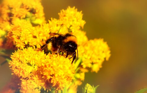 Flower apiformes animals