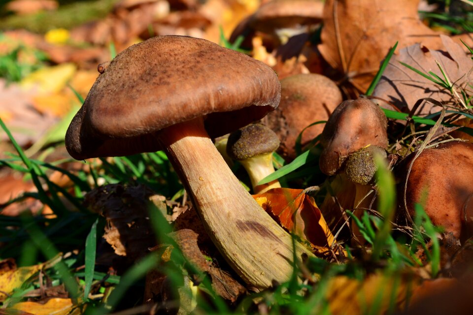 Mushroom forest floor nature