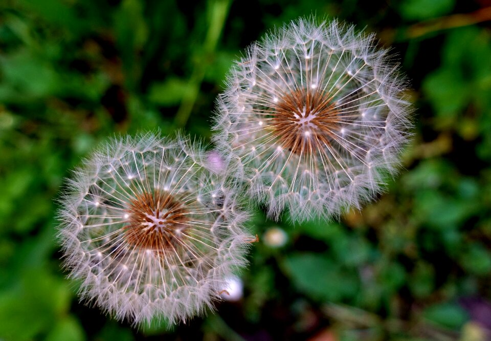Macro nature blossom