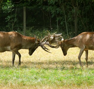 Animal wild wild animals