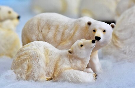 Christmas motif polar bear advent photo