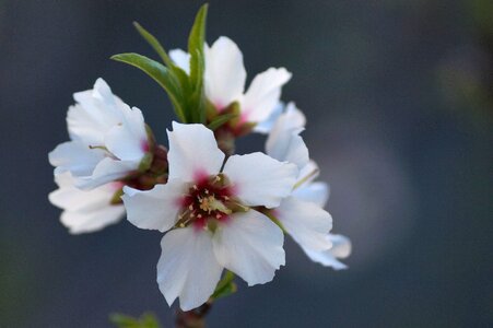 Nature almond tree flowering