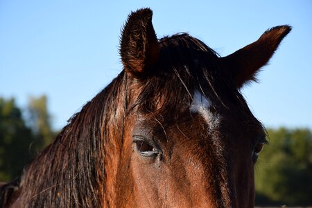 Look equine head