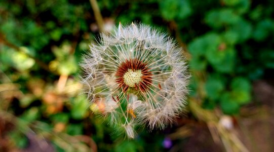 Macro nature blossom