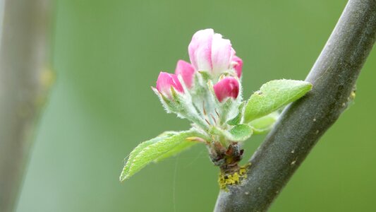 Flower apple queen of the pippin