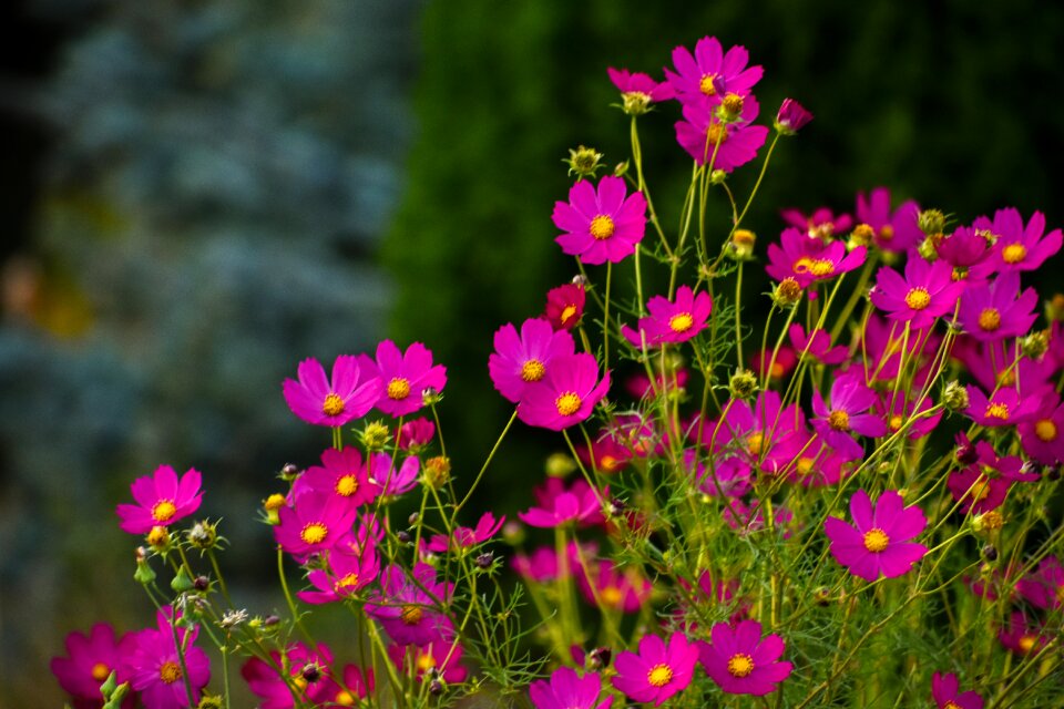 Flowers pink nature