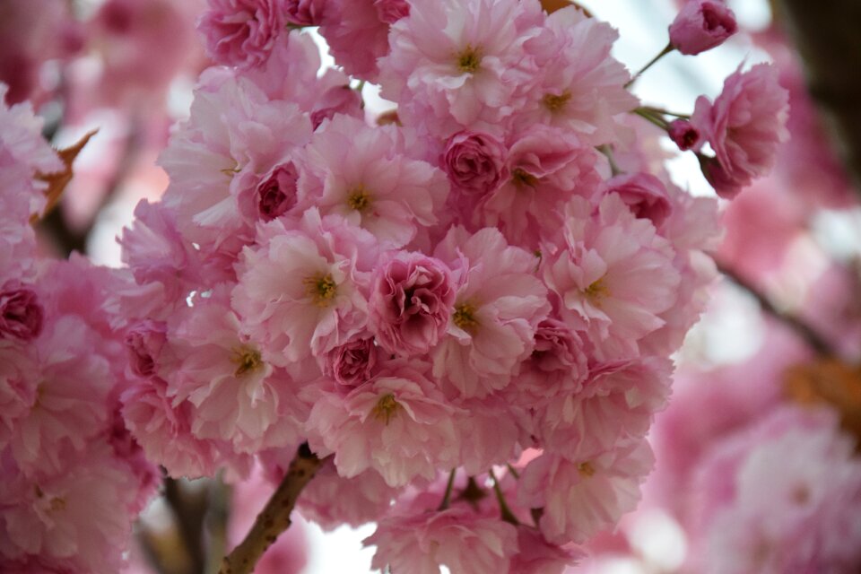 Plant branch cherry
