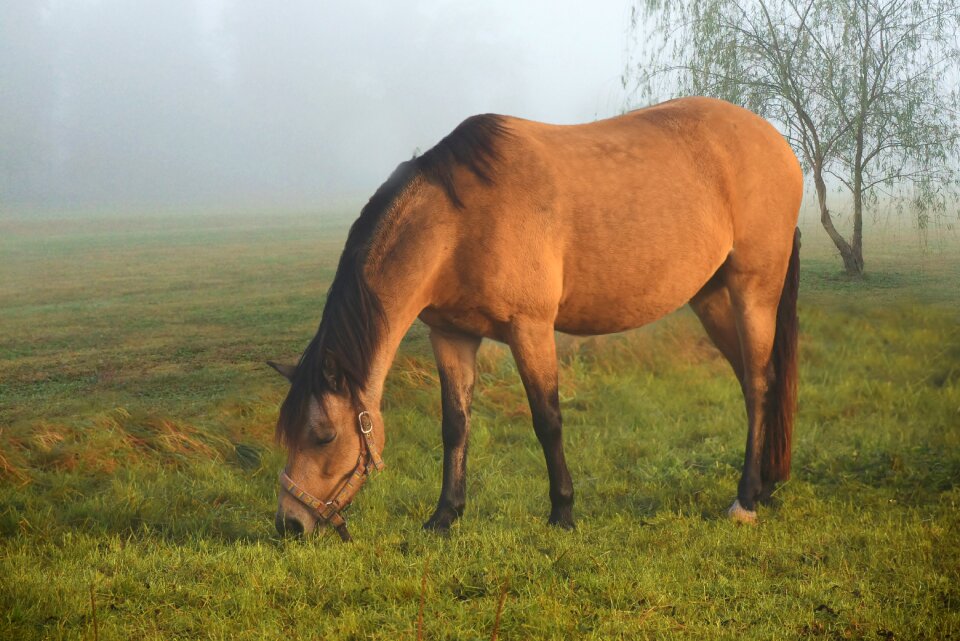 Landscape morning fog