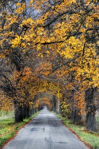 Wood landscape park photo